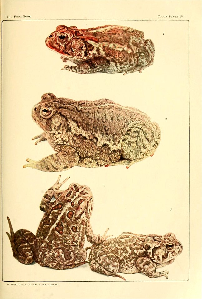 The upper figure shows one phase of coloration of the Southern 
Toad. Bufo lentiginosus Shaw. Female. Mimmsville, Ga.] 
The second figure represents the Rocky Mountain Toad. Bufo
woodhousii Bd. and Gi