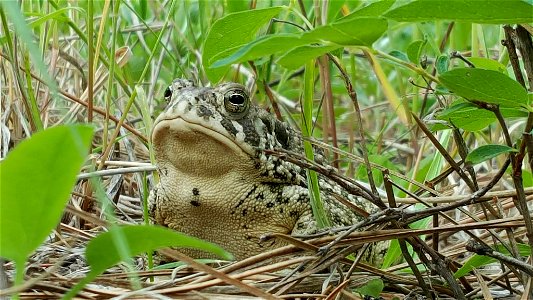 Toad in Black Hills National Forest