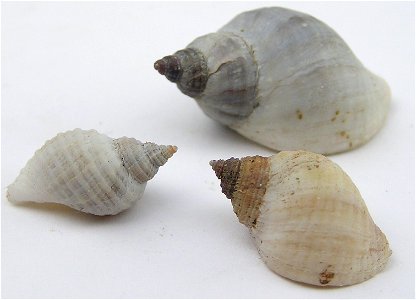 Nucella lapillus (Linnaeus, 1758)  , a murex snail in the family Muricidae; Galicia, Spain