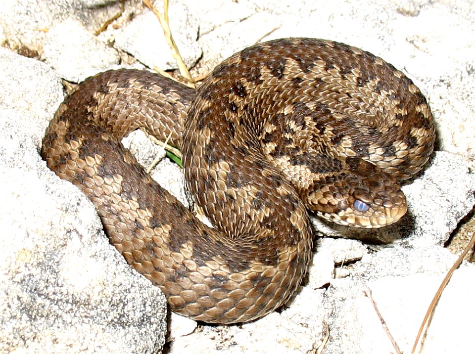 Vipera ursinii macrops; Mount Dinara; Croatia