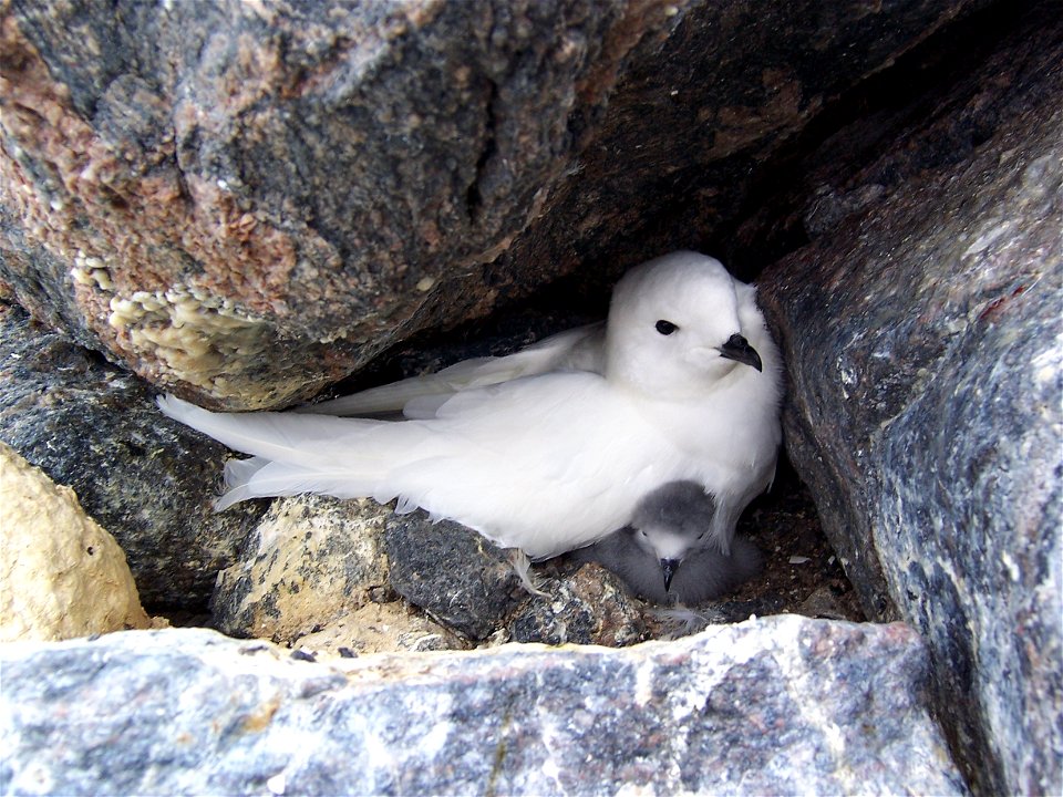 Pétrel des neiges (Pagodroma nivea) photographié dans son nid avec un poussin, site de la base Française Dumont d'Urville, Terre Adélie, Antarctique