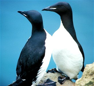 Thick-billed murres. Alaska.