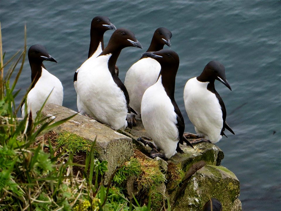 Thick-billed murres by Greg Thomson/USFWS.
