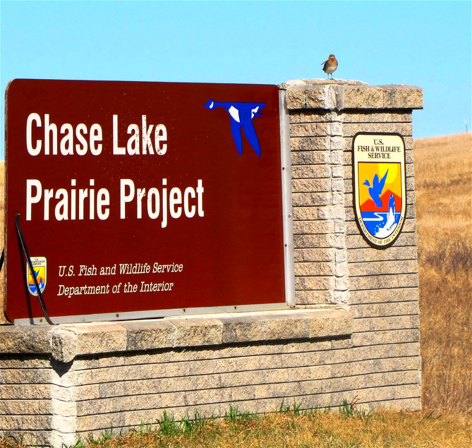 This Wilson's Snipe was found in April (2012) sitting on the Chase Lake Prairie Project sign in Woodworth, ND. 
Fun fact: These birds make a 'whurring' sound in flight, which is also called winnowing.