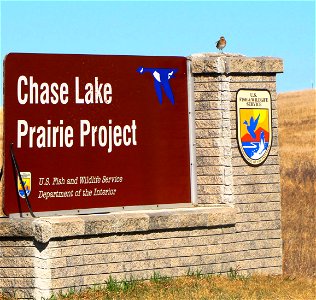This Wilson's Snipe was found in April (2012) sitting on the Chase Lake Prairie Project sign in Woodworth, ND. 
Fun fact: These birds make a 'whurring' sound in flight, which is also called winnowing.