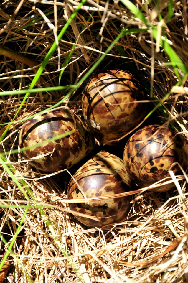 Photo Credit: Tom Koerner/USFWS