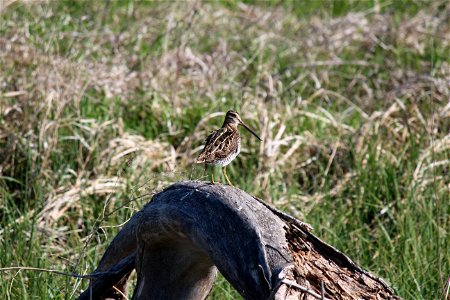 This Wilson's Snipe was making himself known from his perch in the prairie. Location: Long Lake WMD,  Burleigh County, North Dakota. Credit: Doug Mosser / USFWS