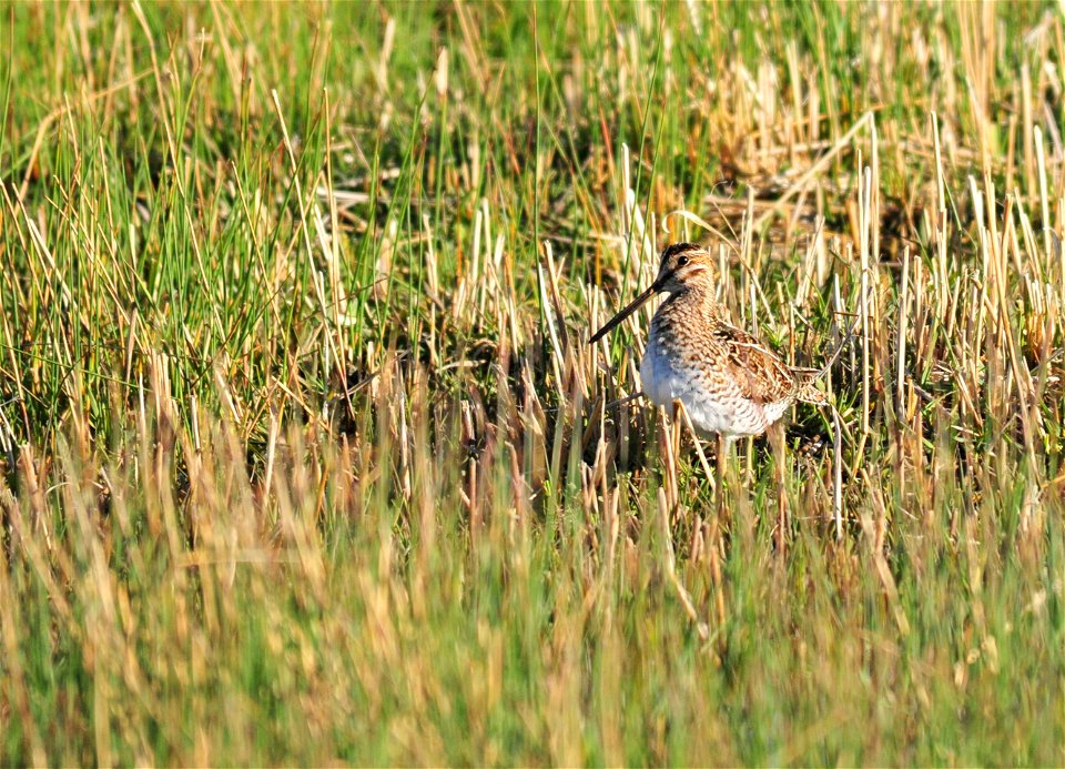 Photo: Tom Koerner/USFWS