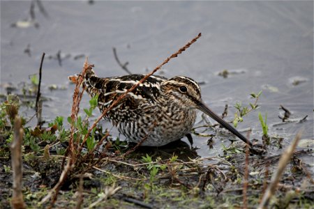 San Luis National Wildlife Refuge, CA
Nov. 6, 2011

Photo: Jason Crotty, Creative Commons