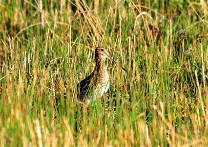 Photo: Tom Koerner/USFWS