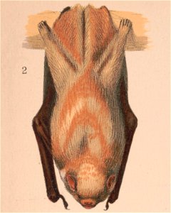 Title: 1. & 2. Red bat. Lasiurus noveboracensis 3. & 4. Little brown bat. Vespertillo subulatus. Figs. 2. & 4. Position in repose
Abstract/medium: 1 print : color lithograph ; sh