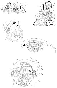 Plethodon cinereus 
Fig. 1 shows a larva freed from its envelopes before killing so that it had straightened out; and fig. 2, an older larva, similarly treated, but which had still retained much of it