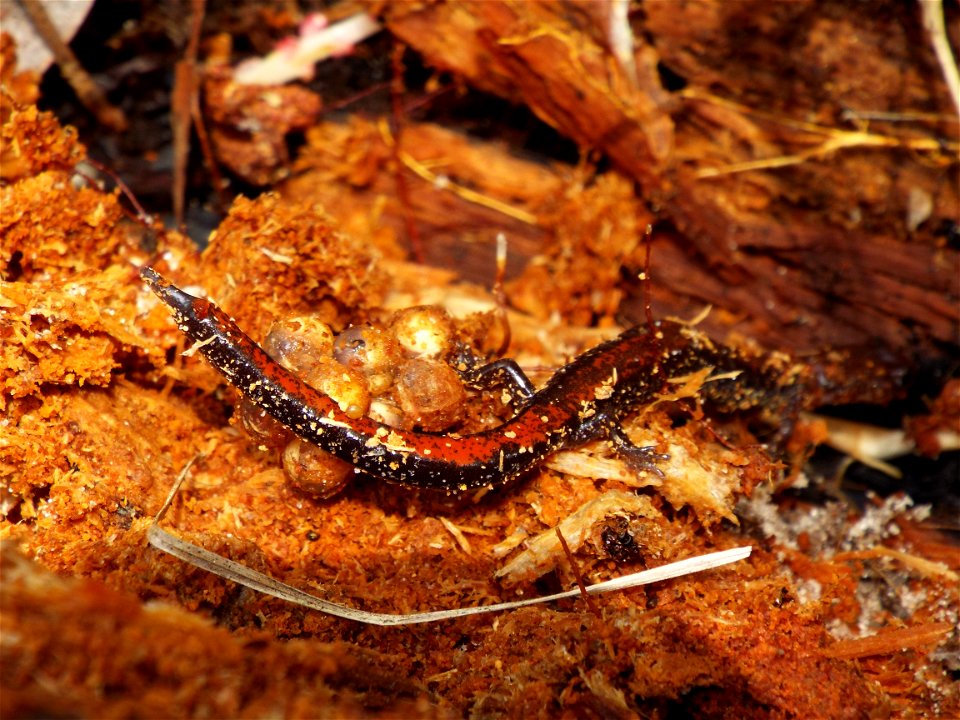 Entry from the 2014 Seney National Wildlife Refuge Photo Contest.

Photo courtesy of Matt Smokosa.