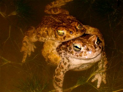 Bufo calamite mating
24 March 2006 - 23h30
Notre-Dame-de-Londres - Hérault - France

By David Delon