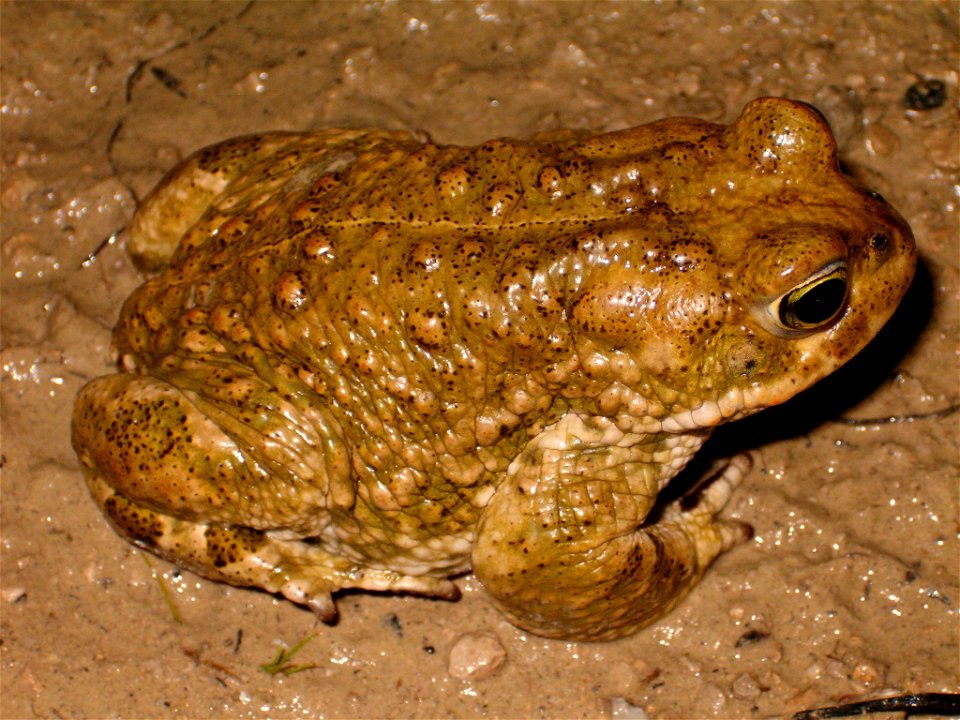 Bufo calamita
24 March 2006 - 23h30
Notre-Dame-de-Londres - Hérault - France

By David Delon