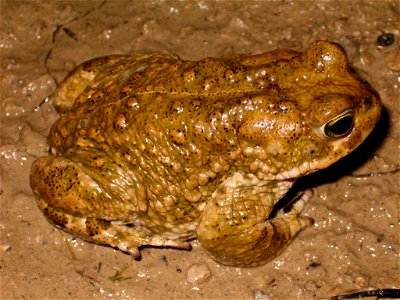 Bufo calamita
24 March 2006 - 23h30
Notre-Dame-de-Londres - Hérault - France

By David Delon