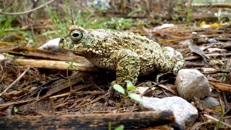 Sapo corredor (bufo calamita) en la rambla de El Portús, Cartagena (Spain).