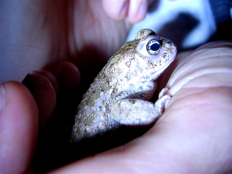 Kreuzkröte in einer Hand.

Natterjack toad(Bufo calamita also Epidalea calamita) in a human hand.