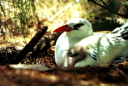 Phaéton à bec rouge - source U.S. Fish & Wildlife Service -