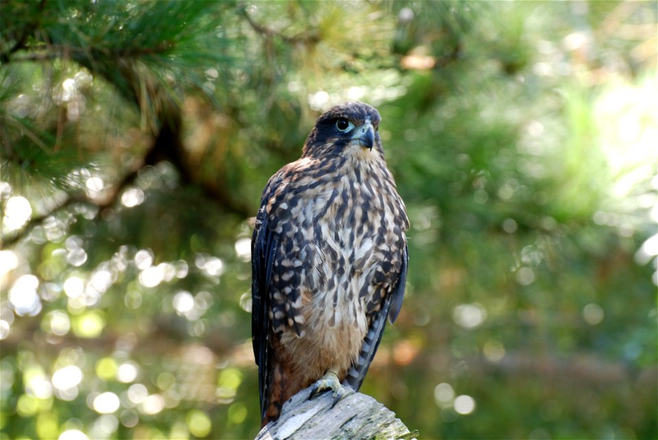 New Zealand Falcon (Karearea), photographed in captivity at Staglands, in the Akatarawa Valley
