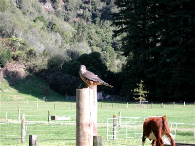 NZ Falcon during a flight display at Wingspan Birds of Prey Centre in Rotorua, New Zealand. photo