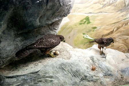 New Zealand Falconlabel QS:Len,"New Zealand Falcon"
label QS:Lhu,"Új-zélandi sólyom"