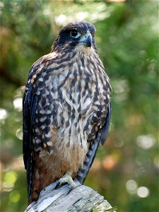 New Zealand Falcon, Falco novaeseelandiae photo
