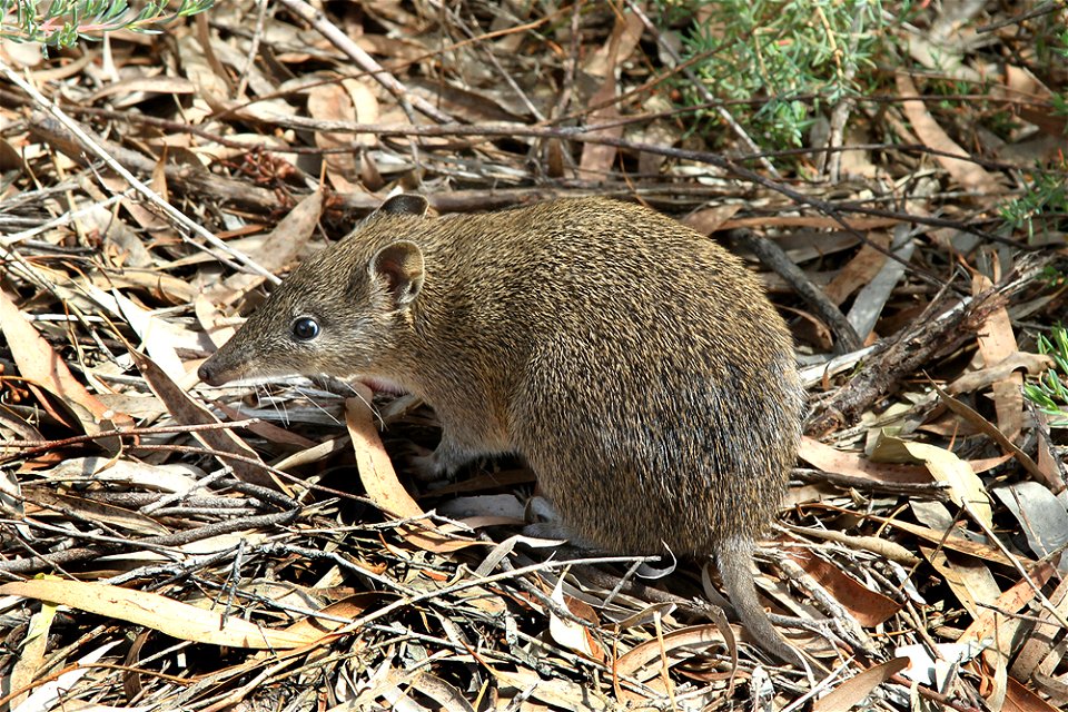 Southern brown bandicoot (Isoodon obesulus) in the Royal Botanic Gardens, Cranbourne, Victoria, Australia.