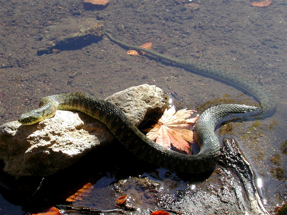 Rhabdophis tigrinus.
