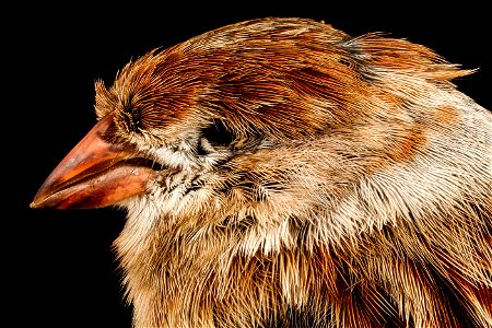 Here is a Field Sparrow that lost its life running into a window at night in Washington D.C. during migration. This one picked up by the Lights out Washington group that counts birds that strike bui photo