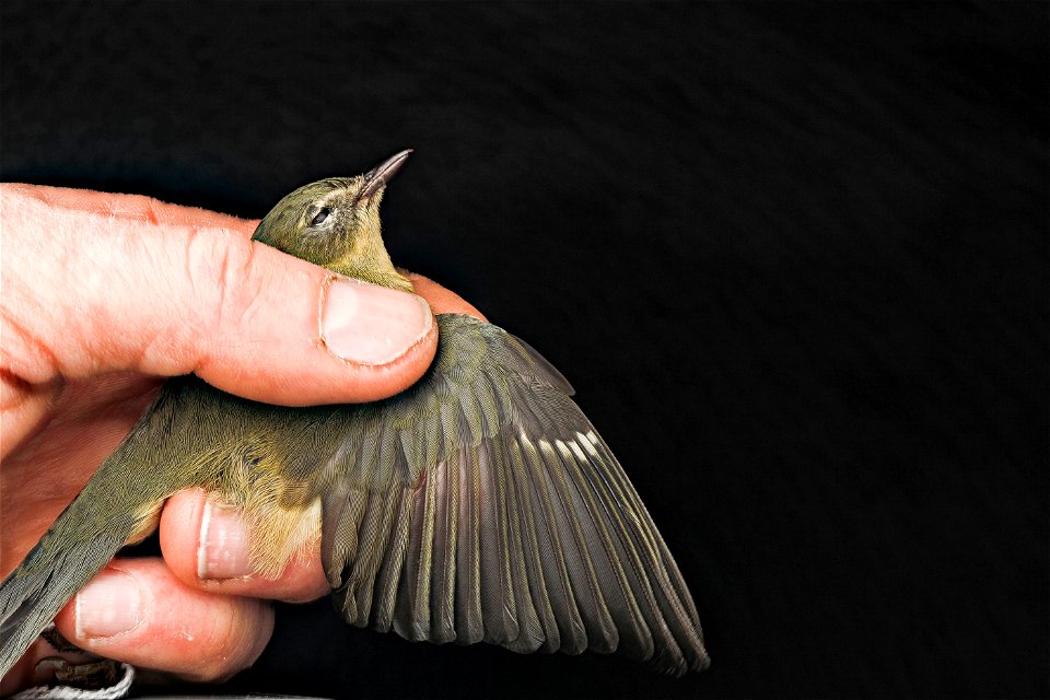 Black-throated blue warbler, female, collided with a building in Washington D.C. , experimental photo of a stack of 16 pictures....feather detail came out very well, but thumb is pixilly....hard to ho