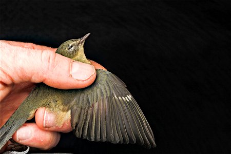 Black-throated blue warbler, female, collided with a building in Washington D.C. , experimental photo of a stack of 16 pictures....feather detail came out very well, but thumb is pixilly....hard to ho photo