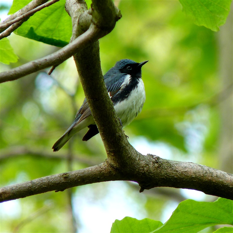 Black-throated blue warbler (Setophaga caerulescens) - photo by Dendroica cerulea

creativecommons.org/licenses/by/2.0/