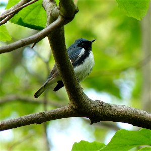 Black-throated blue warbler (Setophaga caerulescens) - photo by Dendroica cerulea

creativecommons.org/licenses/by/2.0/