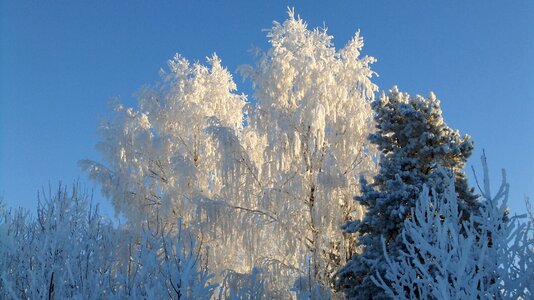 Shadow trees landscape photo