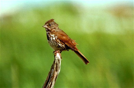 : Red Fox Sparrow Passerella iliaca iliaca photo