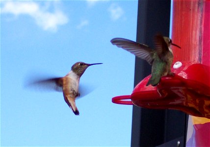 Breitschwanzkolibris (Selasphorus platycercus) an einer Tränke in Utah photo