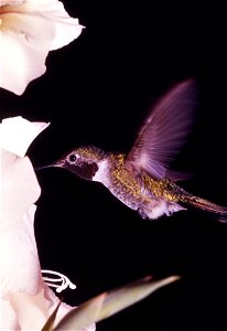 : Broad-tailed Hummingbird (Selasphorus platycercus)