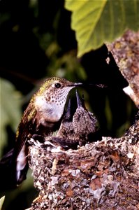 : Broad-tailed Hummingbird (Selasphorus platycercus)