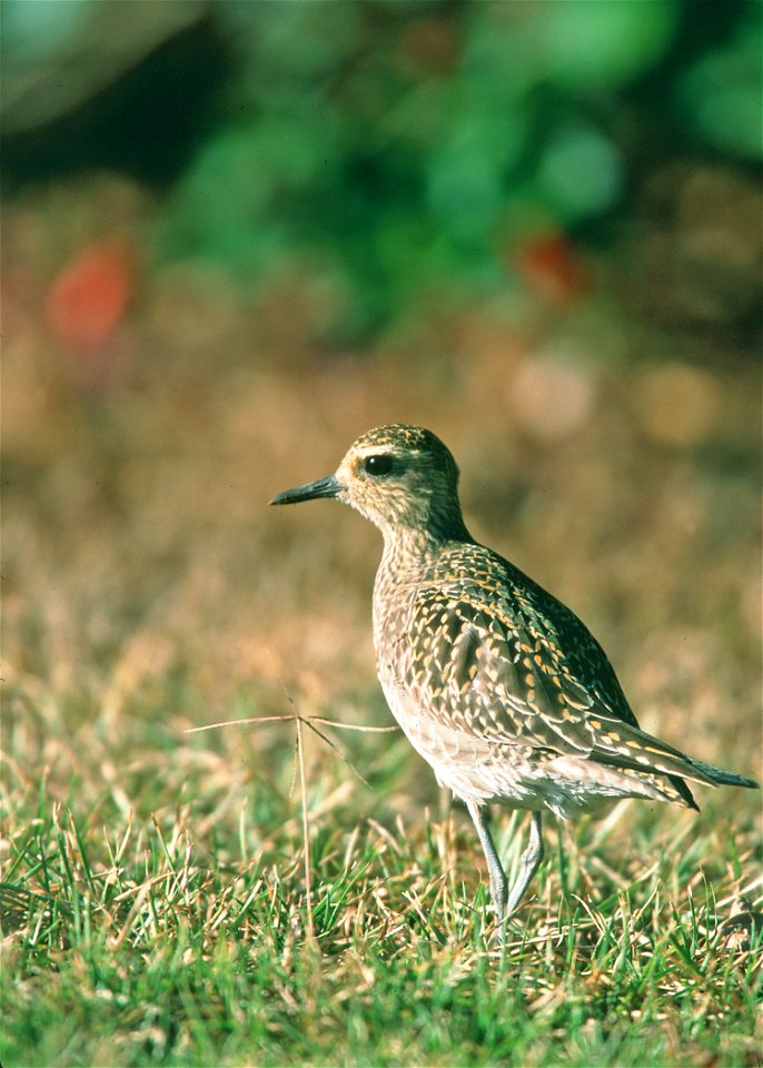 Pacific Golden Plover, most common migratory bird in Hawaii. It journeys to Alaska every spring. Common around wetlands adn grasslands from sea level to above 9000' elevation.