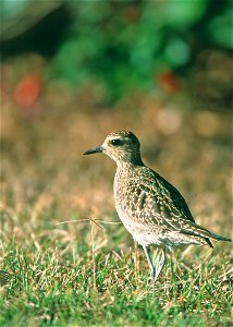 Pacific Golden Plover, most common migratory bird in Hawaii. It journeys to Alaska every spring. Common around wetlands adn grasslands from sea level to above 9000' elevation.
