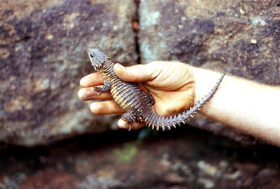 Cordylus giganteus Smith, 1844 - Waterberg, Transvaal, South Africa