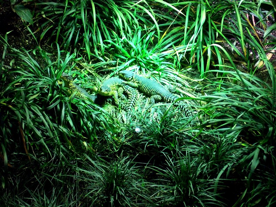 Three Giant Girdled Lizards. Tropic Aquarium, Zoo "Tierpark Hagenbeck" in Hamburg, Germany.