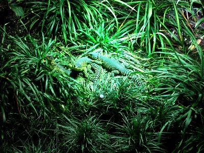 Three Giant Girdled Lizards. Tropic Aquarium, Zoo "Tierpark Hagenbeck" in Hamburg, Germany.