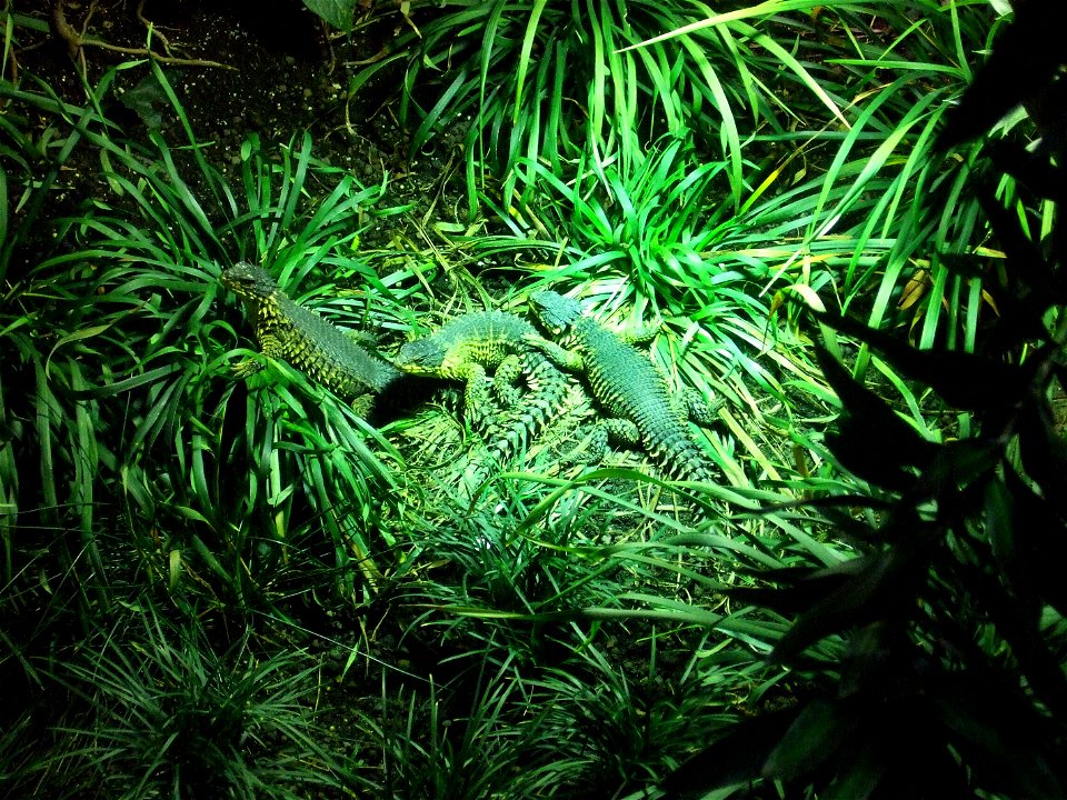 Three Giant Girdled Lizards. Tropic Aquarium, Zoo "Tierpark Hagenbeck" in Hamburg, Germany.