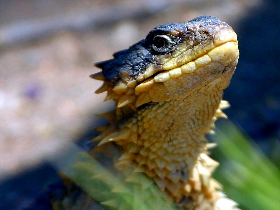 Smaug giganteus head
