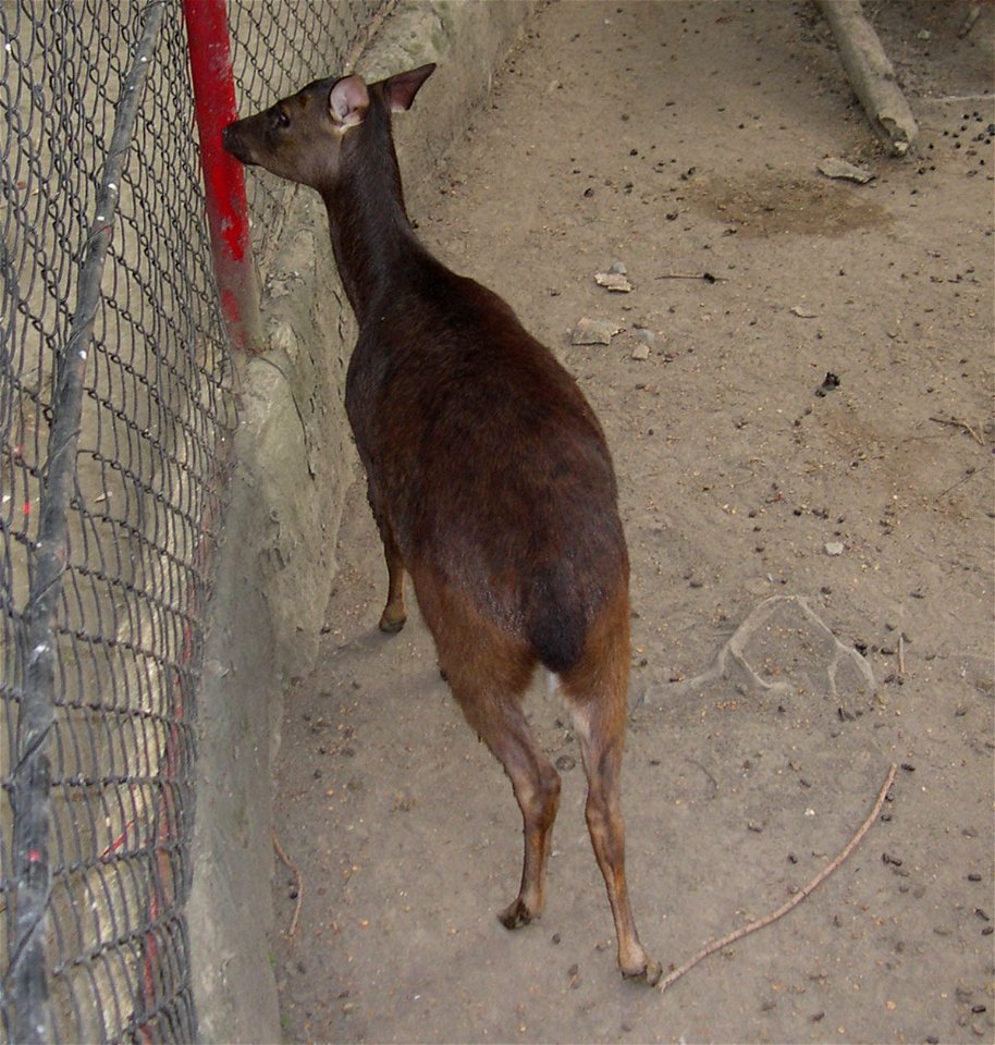 Philippine Deer (Cervus Mariannus) in Manila, Philippines - Free photos ...