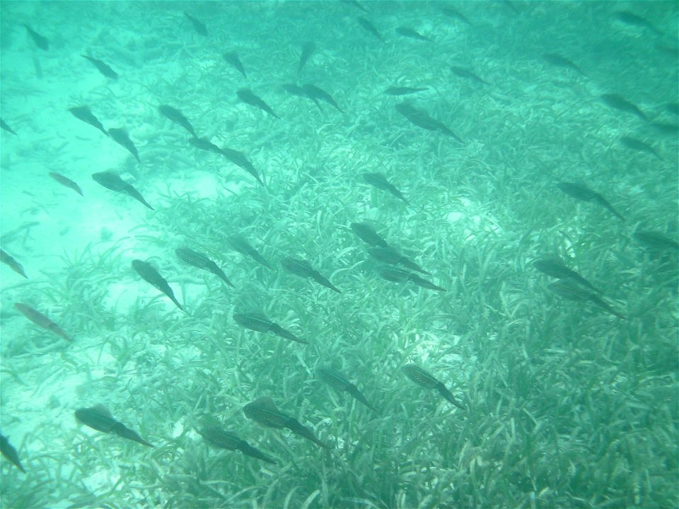 A school of Caribbean Reef Squid, Dry Tortugas National Park, Florida. June 29, 2010.