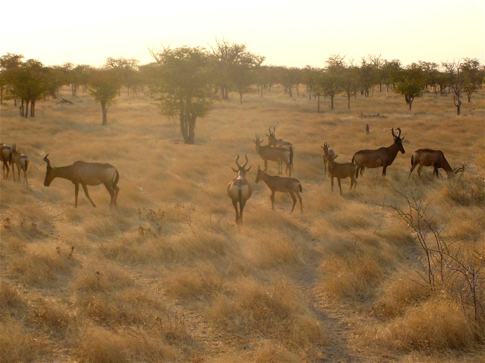 Alcelaphus buselaphus  en Etosha