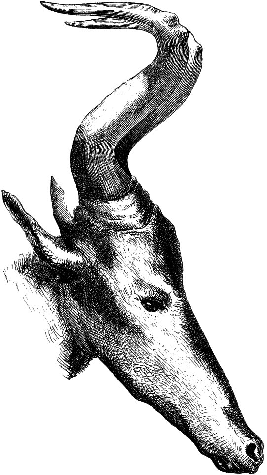 Head of the hartebeest from the book Seven Years in South Africa, volume 1, page 229